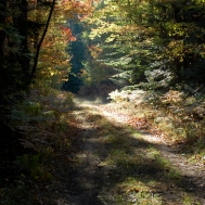 Fall_Forest_Sunlit_Path