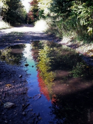 Fall_Road_Puddle_Reflection