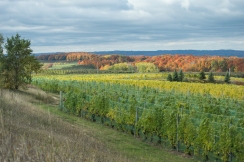 Autumn Vineyard Hillside