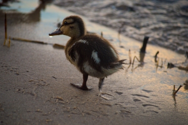 baby duck mallard